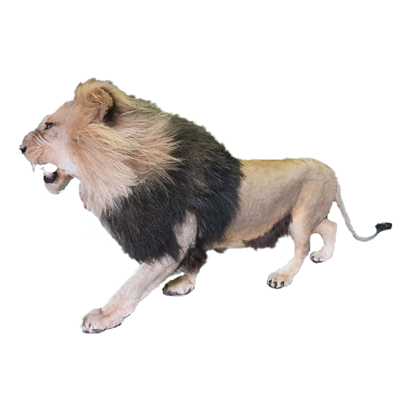 Lion Full Mount - LFM 110 - Image 3