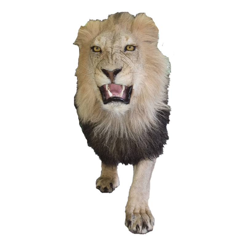 Lion Full Mount - LFM 110 - Image 4