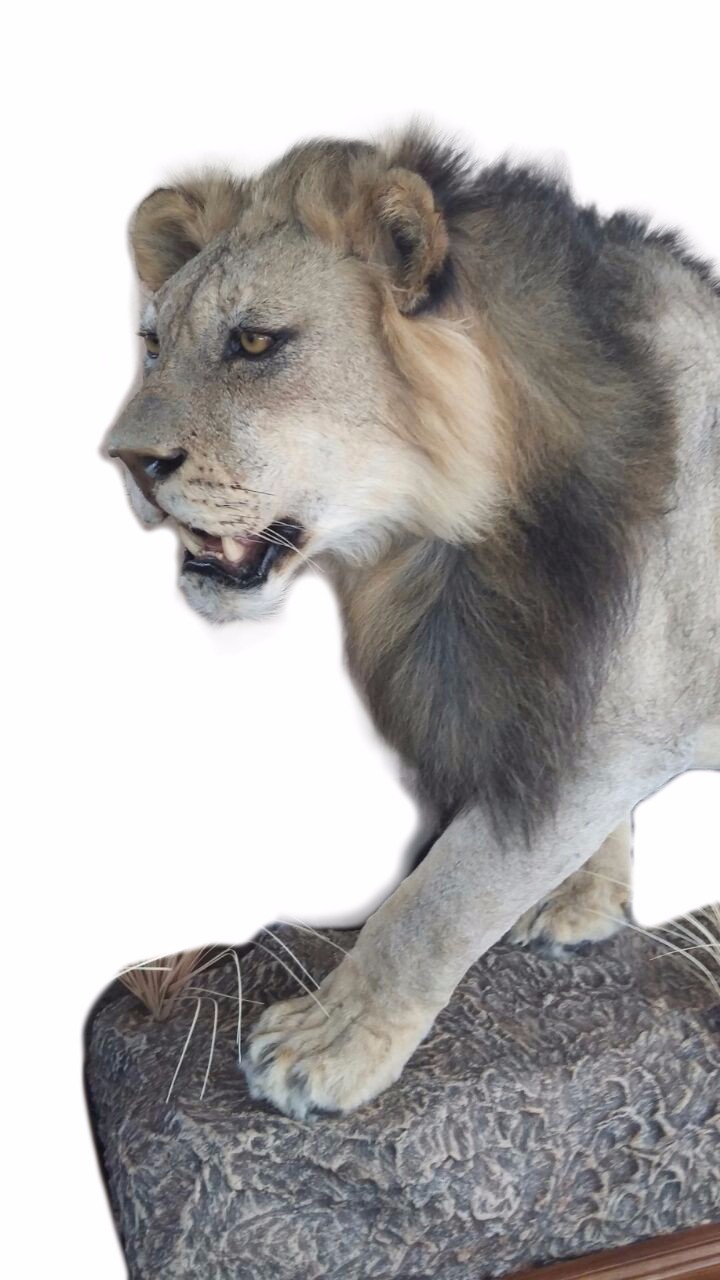 Lion Full Mount L5107 - Image 2