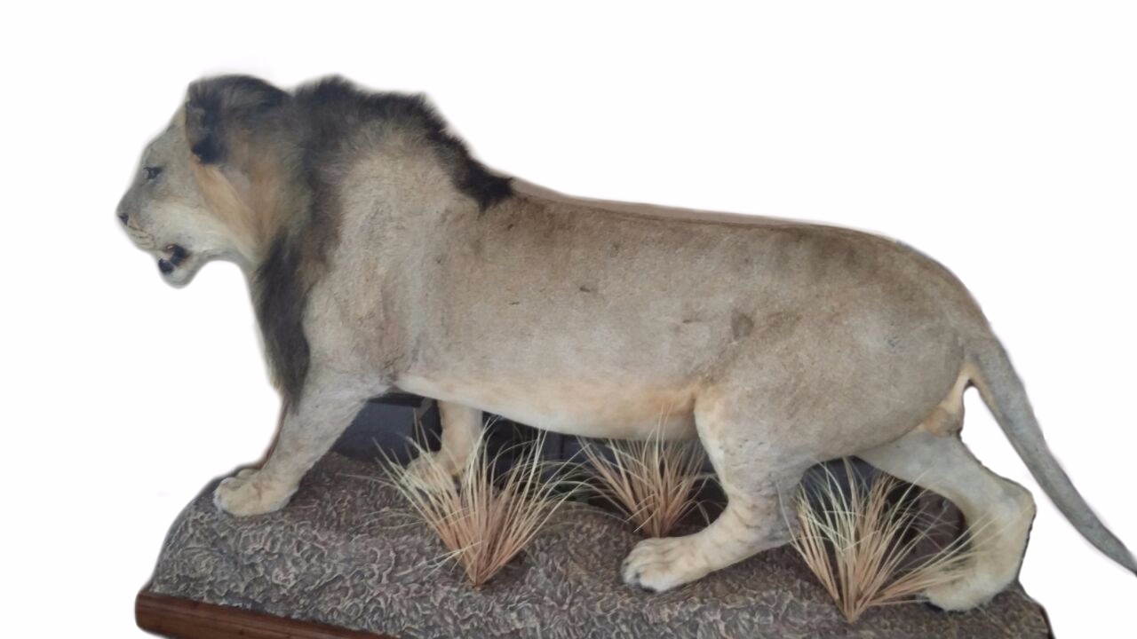Lion Full Mount L5107 - Image 3