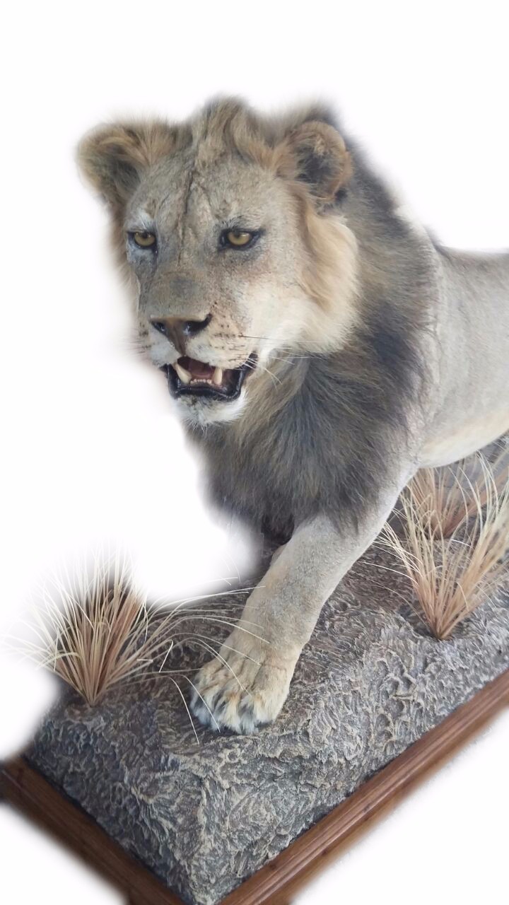 Lion Full Mount L5107 - Image 4