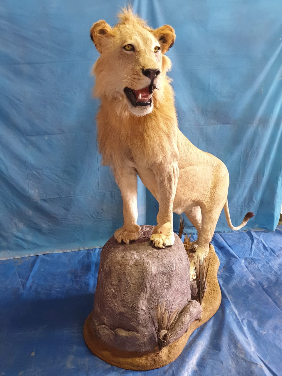 Lion Full Mount - LFM 11 - Image 3