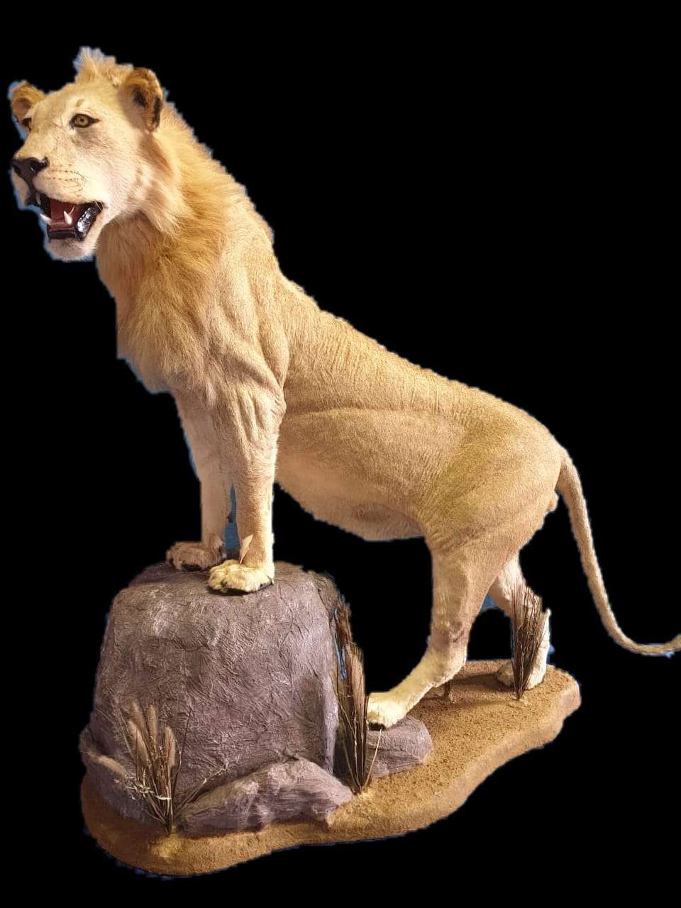 Lion Full Mount - LFM 11 - Image 4