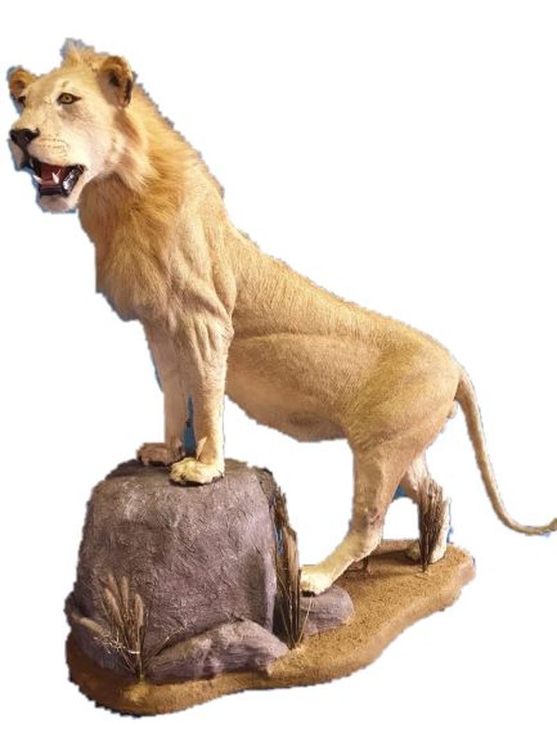 Lion Full Mount - LFM 11