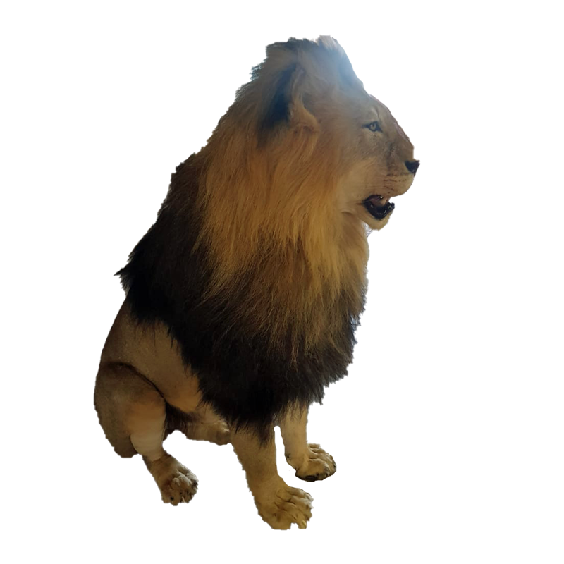 Lion Full Mount - LFM 111 - Image 2