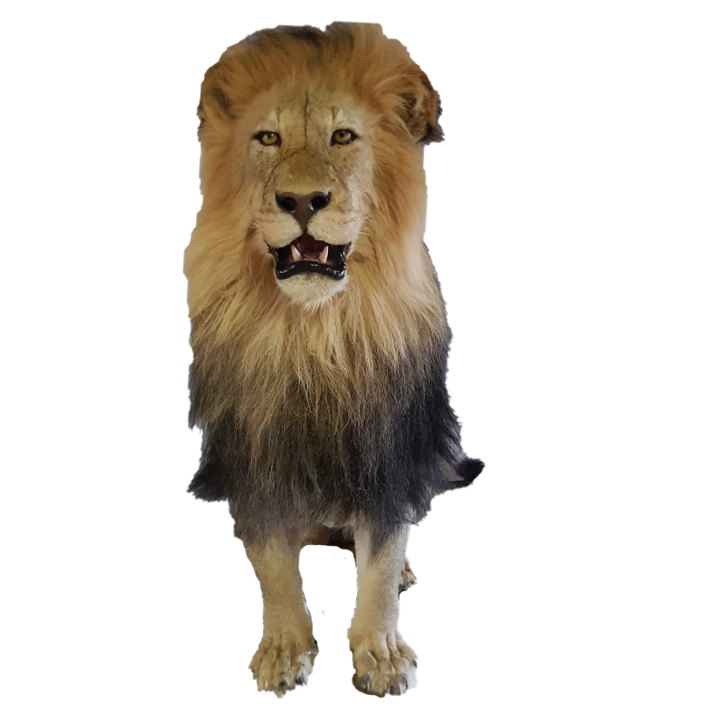 Lion Full Mount - LFM 111 - Image 3