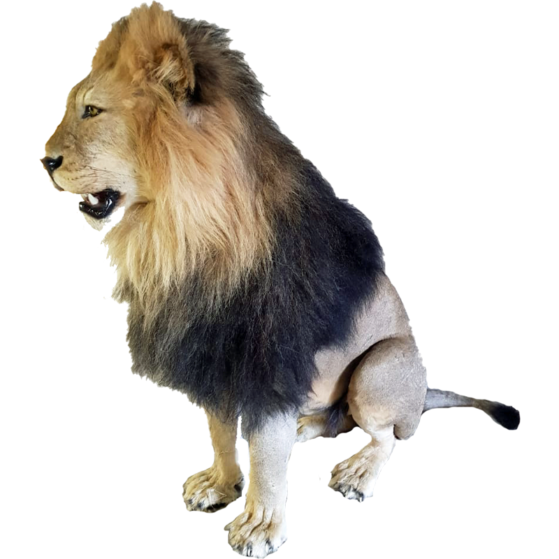 Lion Full Mount - LFM 111 - Image 4