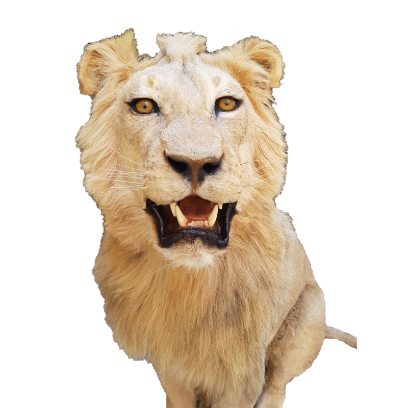 Lion Full Mount - LFM 130 - Image 2