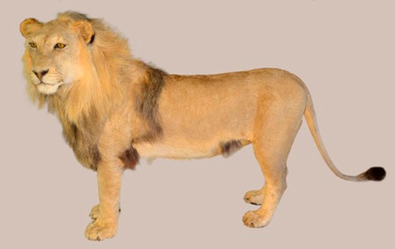 Lion Full Mount LFM001 - Image 2