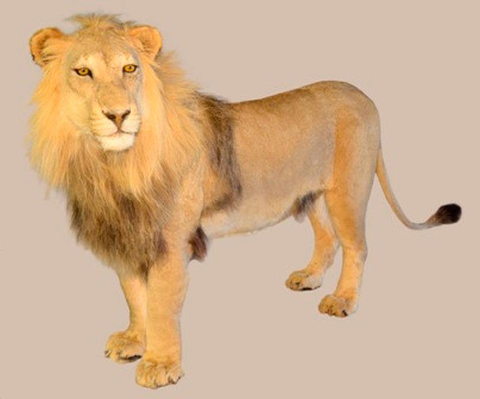 Lion Full Mount LFM001 - Image 3