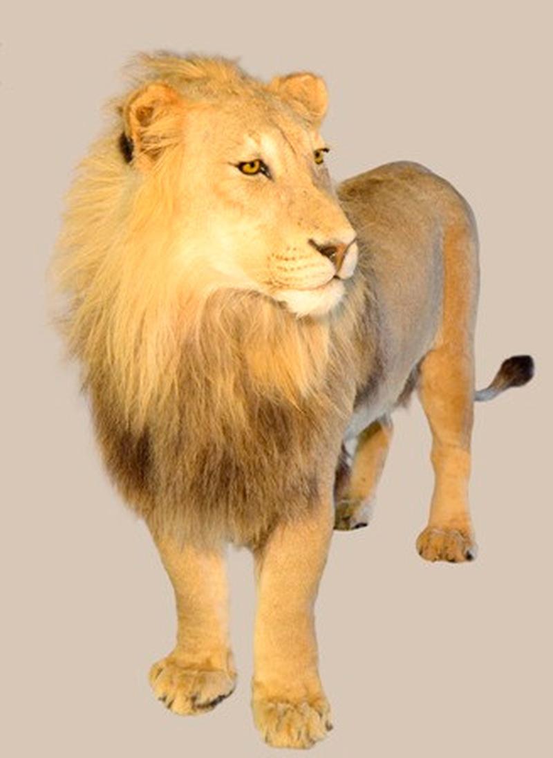 Lion Full Mount LFM001 - Image 4
