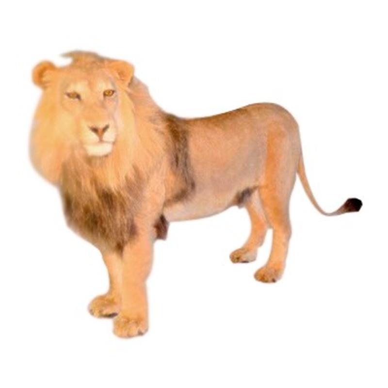 Lion Full Mount LFM001
