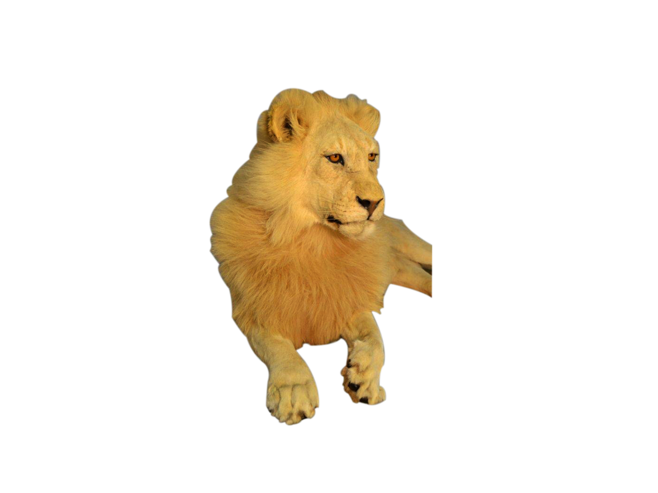 Lion Full Mount - LFM03 - Image 3