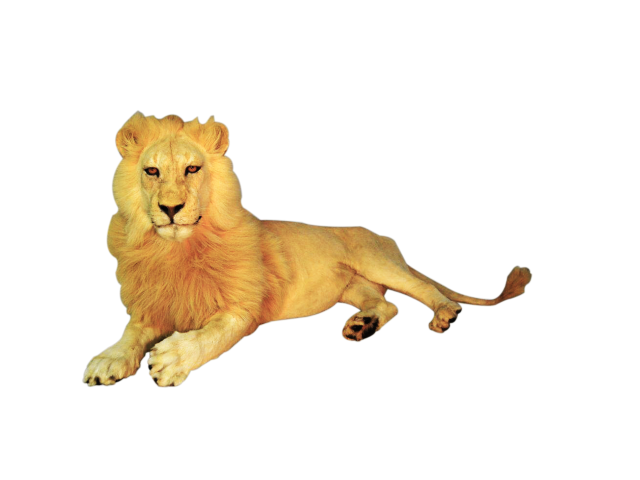 Lion Full Mount - LFM03