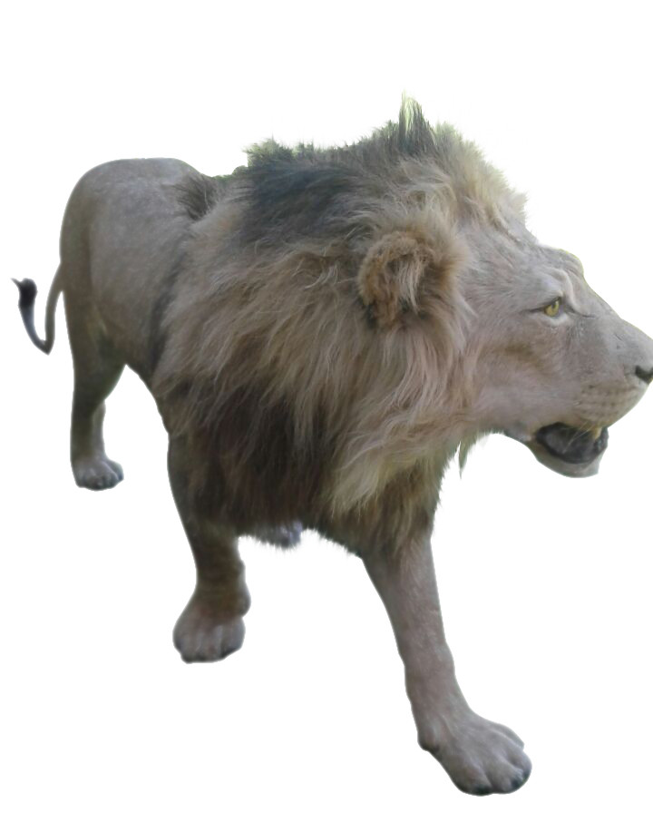 Lion Full Mount - LFM04 - Image 2