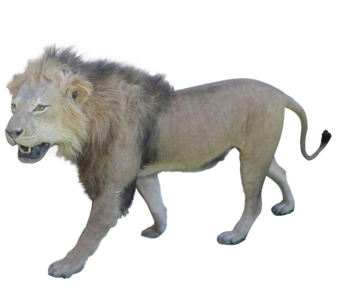 Lion Full Mount - LFM04 - Image 3