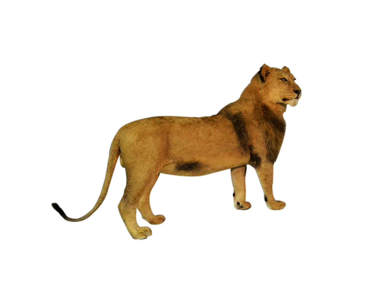 Lion Full Mount - LFM09