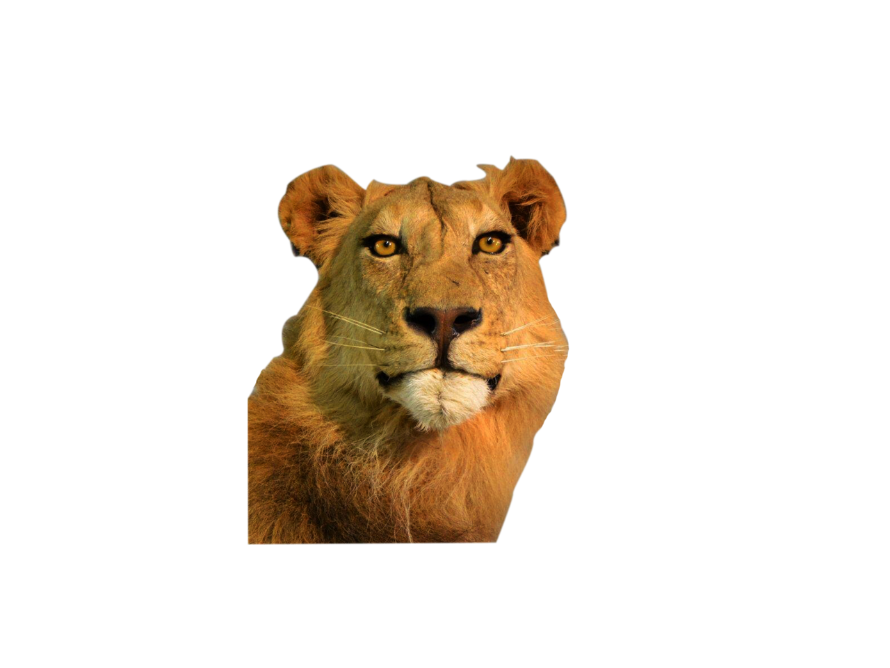 Lion Full Mount - LFM09 - Image 2