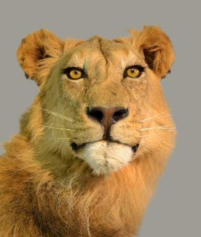 Lion Full Mount - LFM09 - Image 3