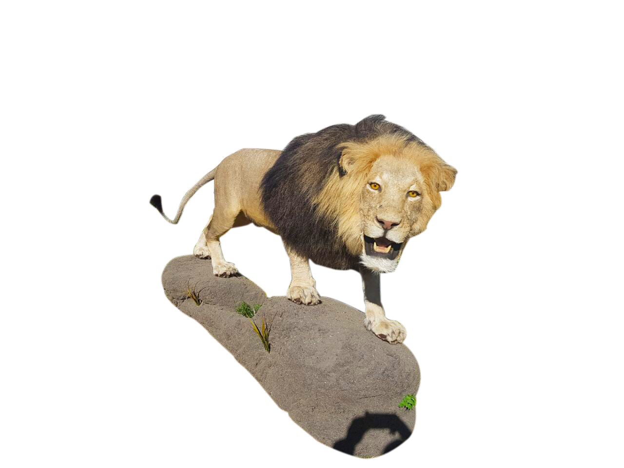 Lion Full Mount - LFM10 - Image 2