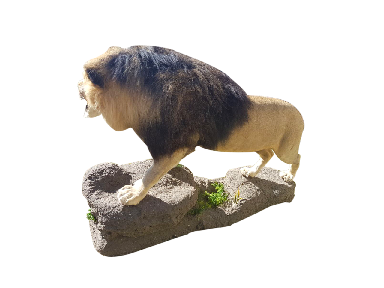 Lion Full Mount - LFM10 - Image 3