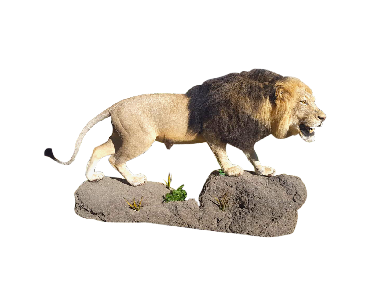 Lion Full Mount - LFM10