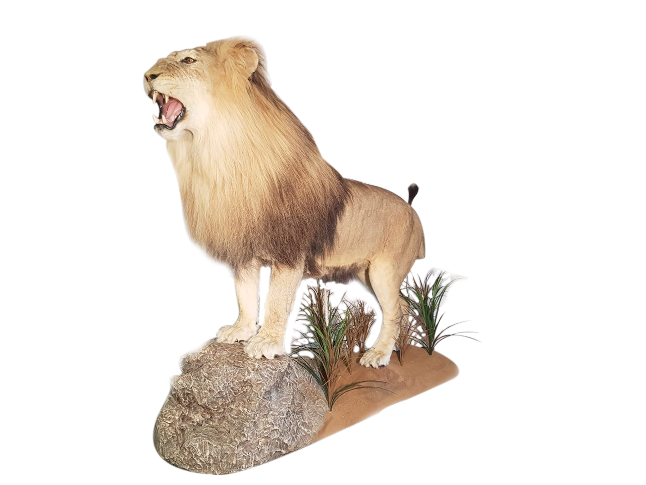 Lion Full Mount LFM10 - Image 3