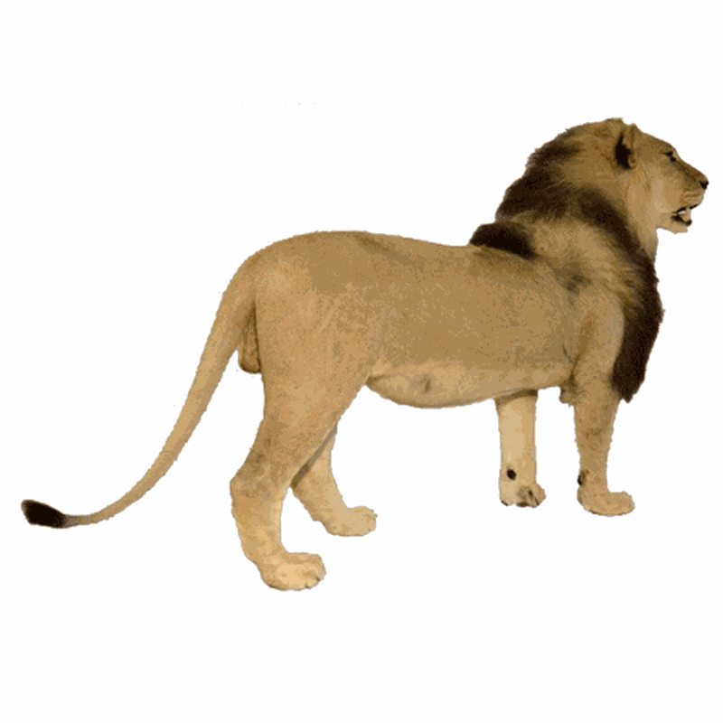 Lion Full Mount LFM11 - Image 2