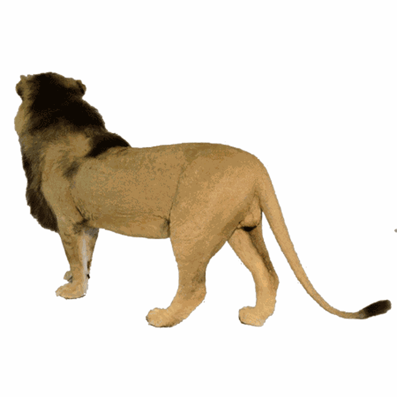 Lion Full Mount LFM11 - Image 3