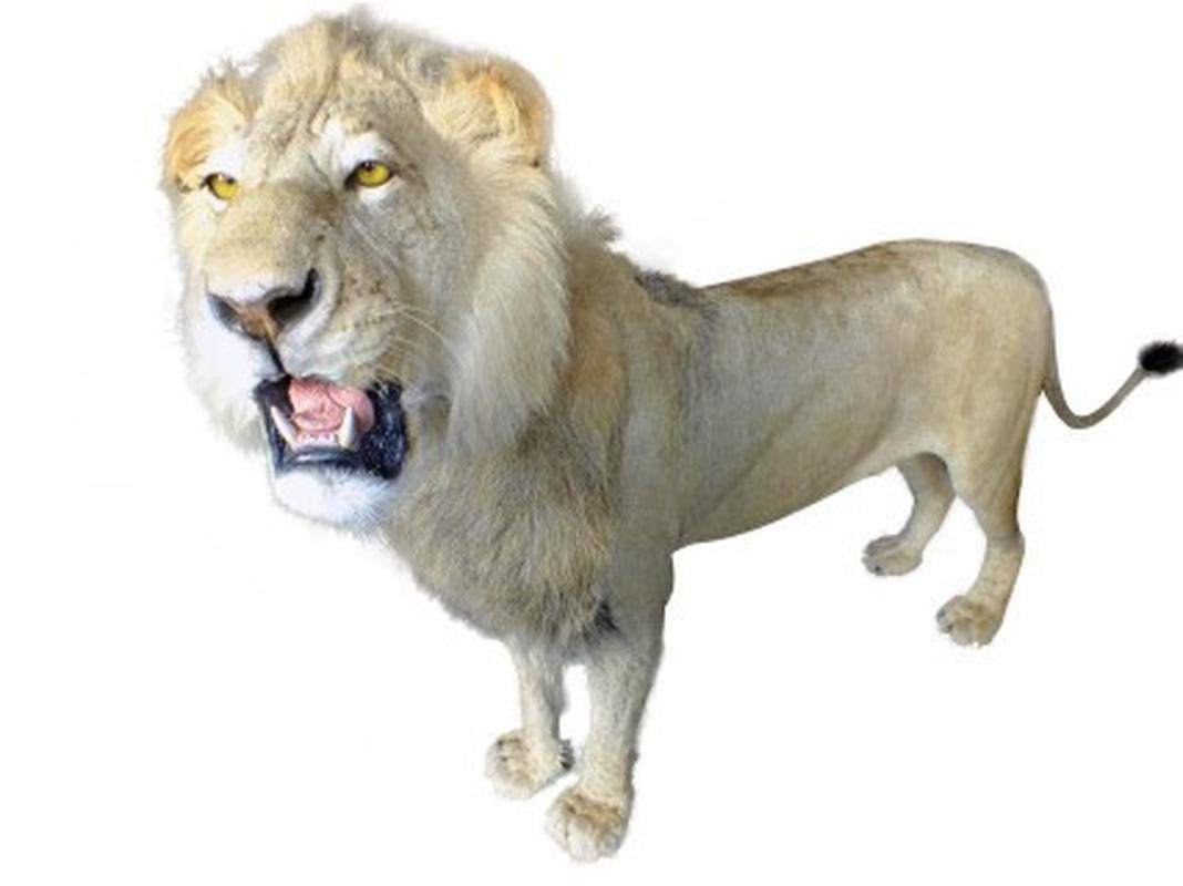 Lion Full Mount LFM26 - Image 3
