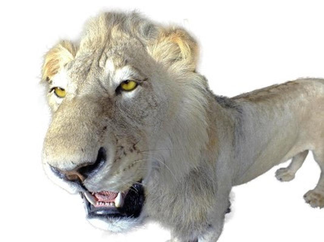 Lion Full Mount LFM26 - Image 4