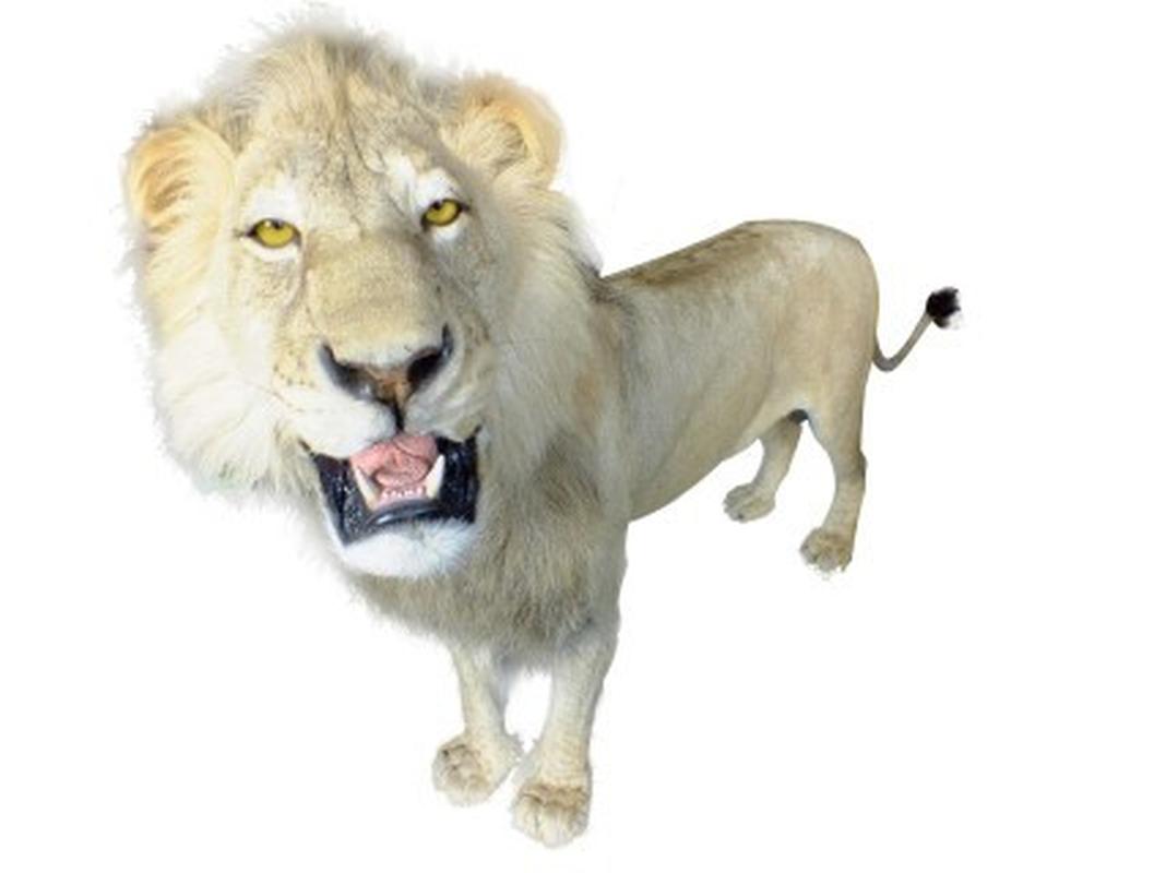 Lion Full Mount LFM26 - Image 5