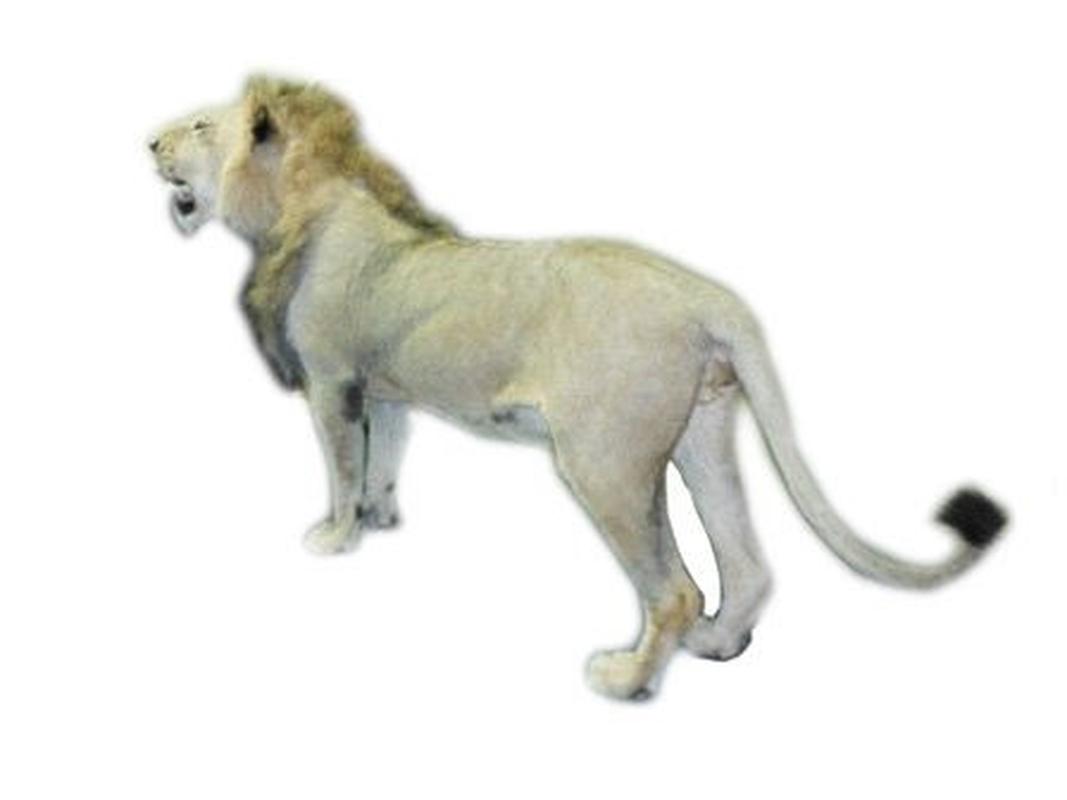 Lion Full Mount LFM26 - Image 6