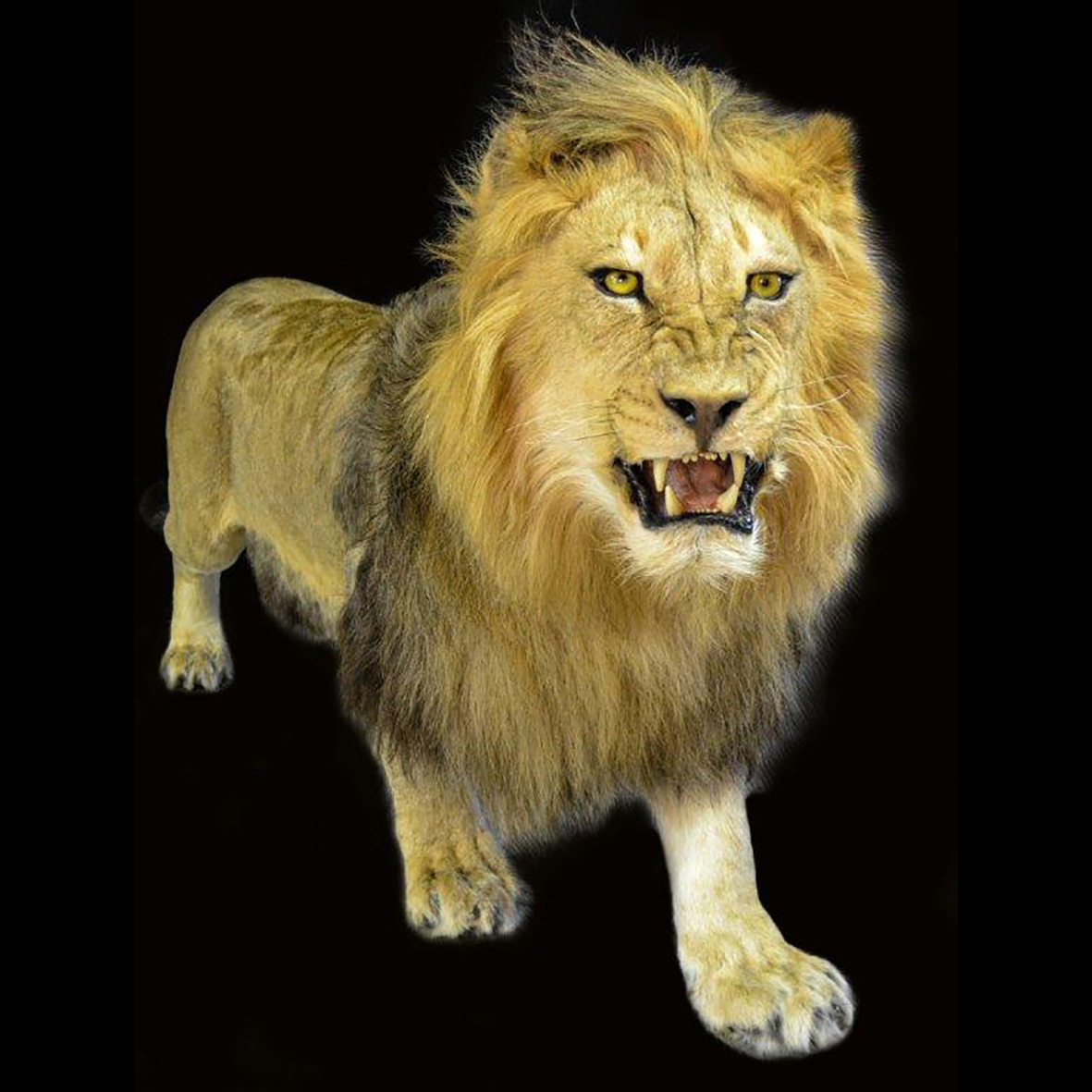 LION FULL MOUNT LFM28S - Image 2