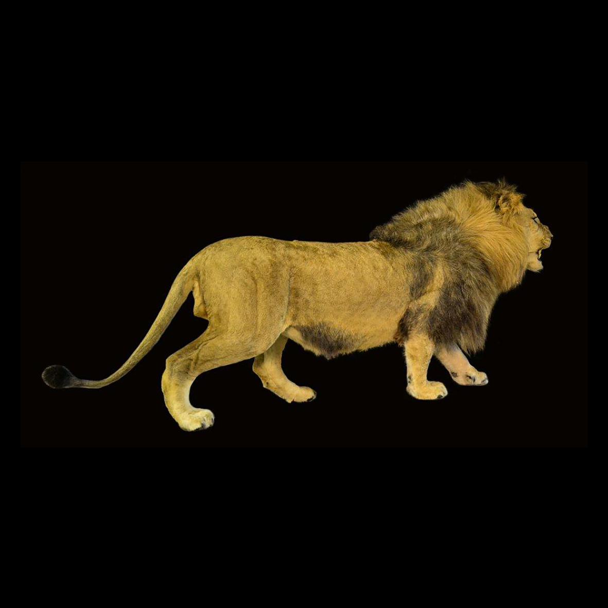 LION FULL MOUNT LFM28S - Image 3