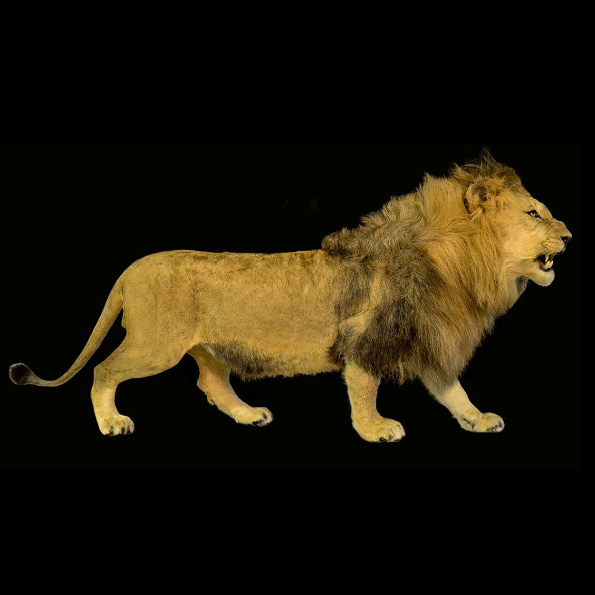 LION FULL MOUNT LFM28S - Image 4