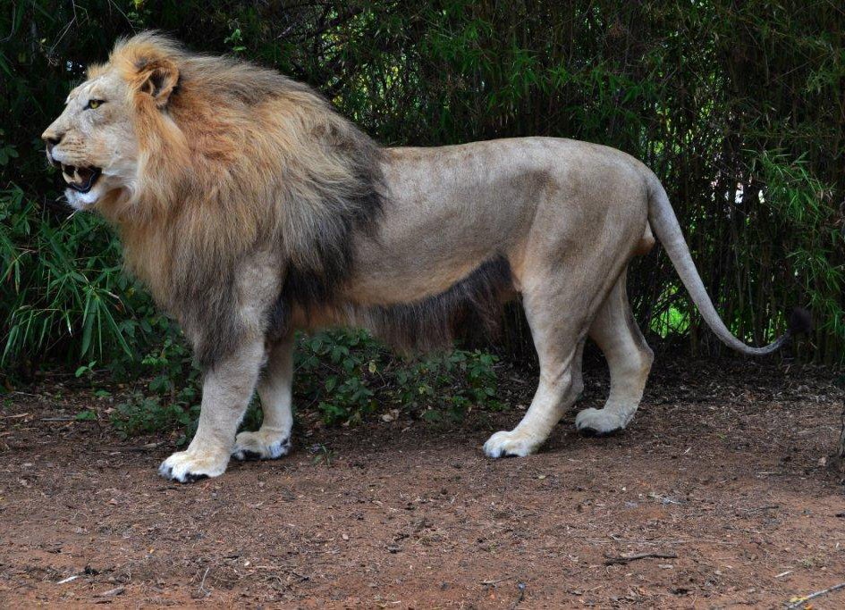 Lion Full Mount LFM56 - Image 2