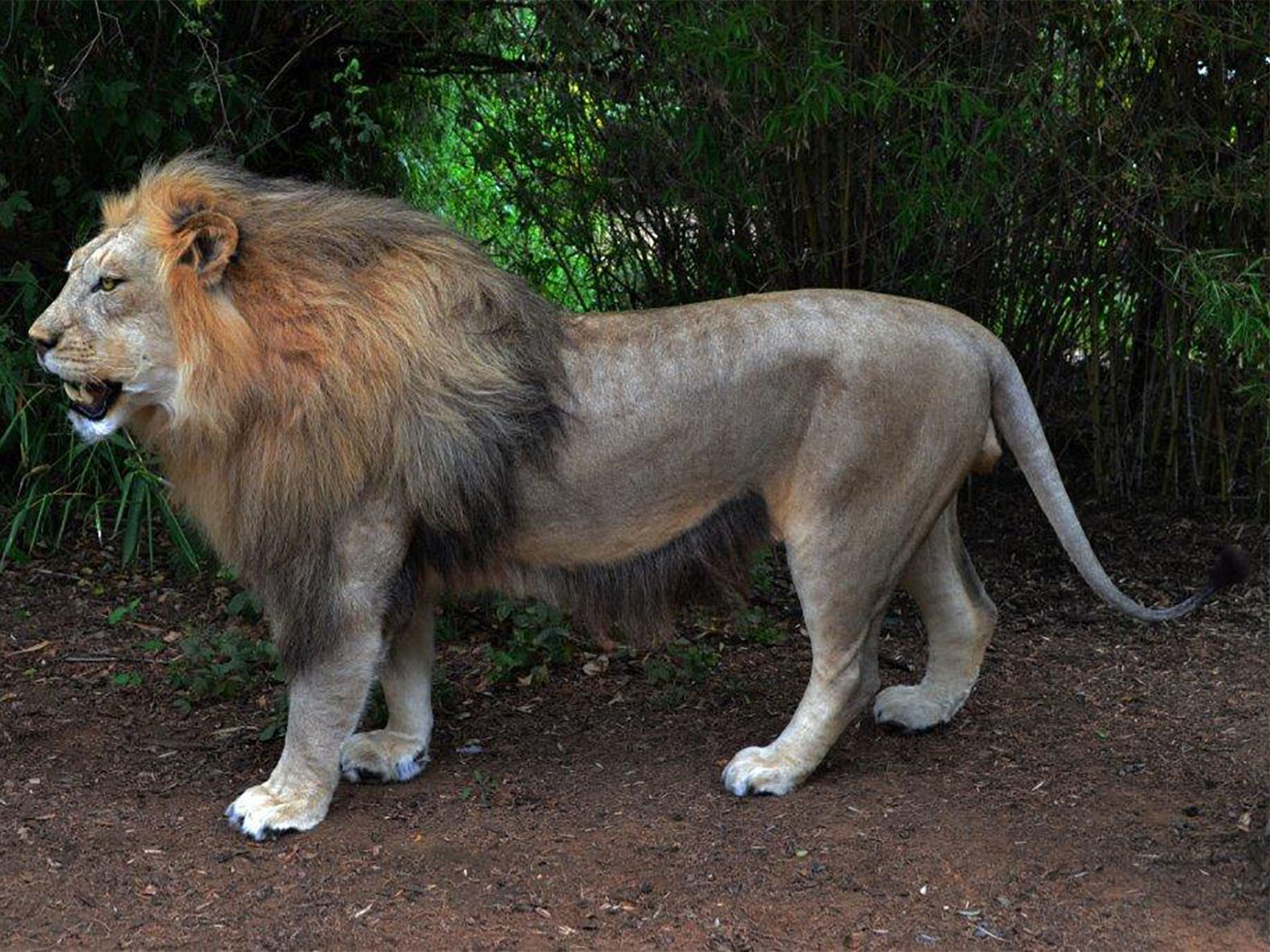 Lion Full Mount LFM56 - Image 3