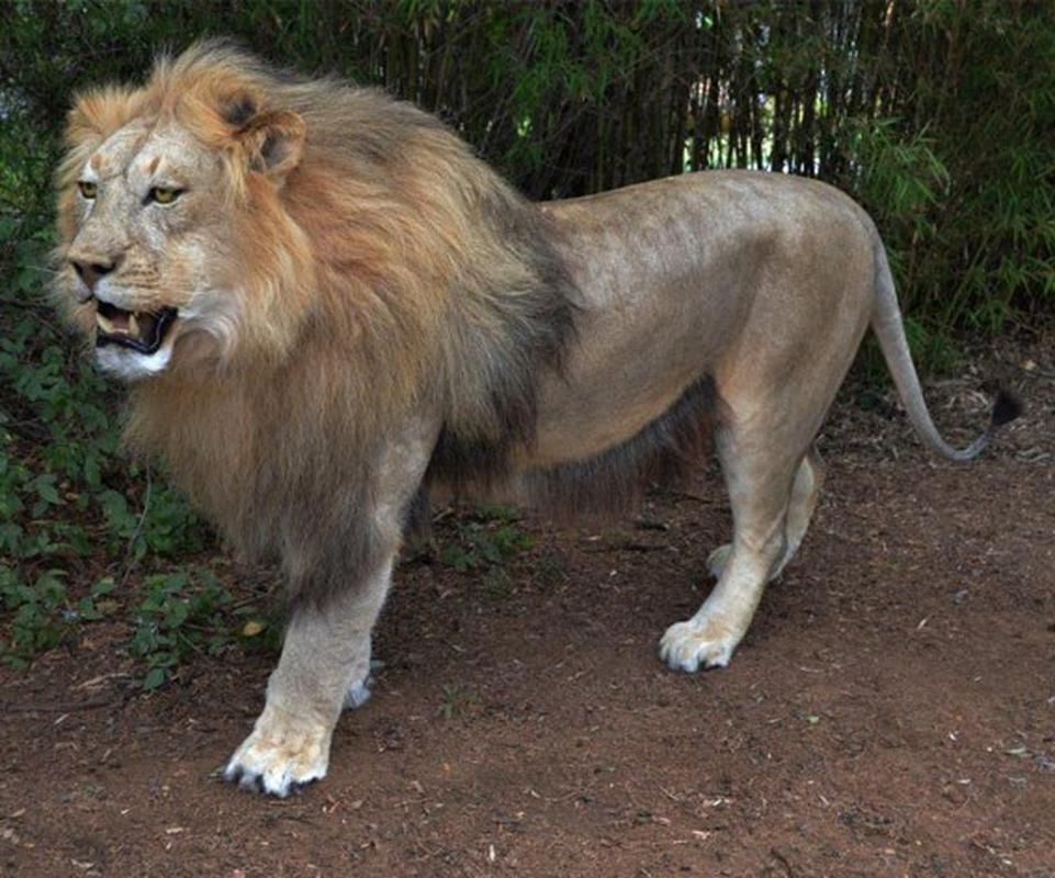 Lion Full Mount LFM56 - Image 4