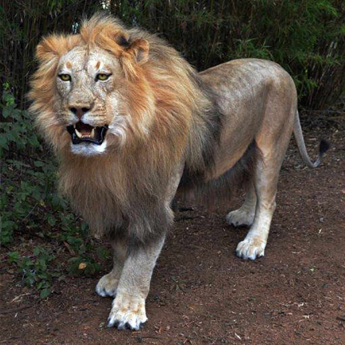 Lion Full Mount LFM56 - Image 5