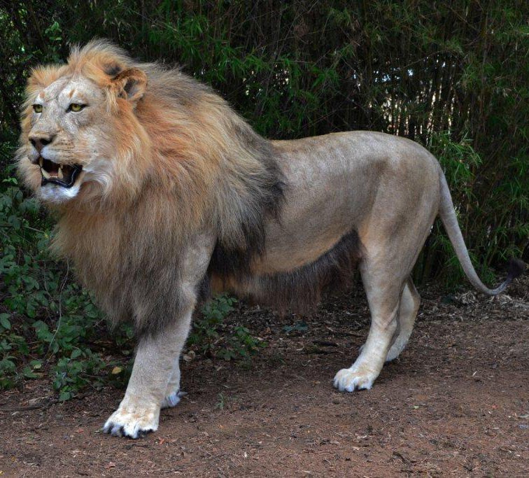 Lion Full Mount LFM56