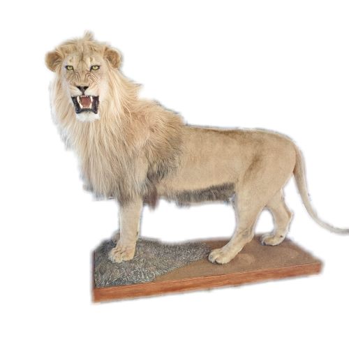 Lion Full Mount - LFM74 - Image 2