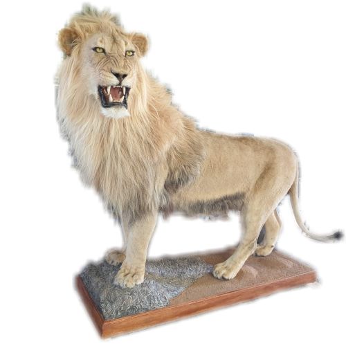 Lion Full Mount - LFM74 - Image 3