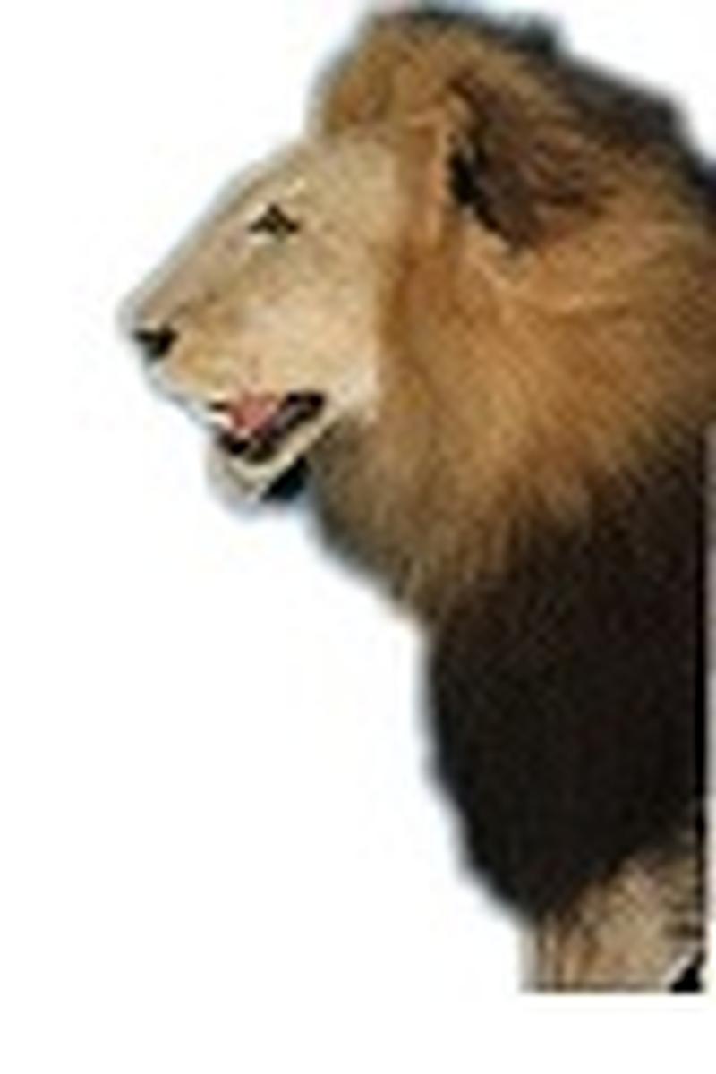 Lion Full Mount - LFM79 - Image 2