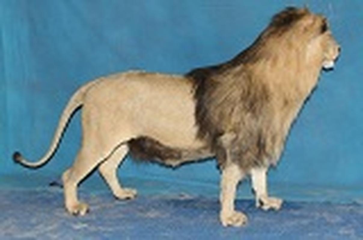 Lion Full Mount - LFM79 - Image 3