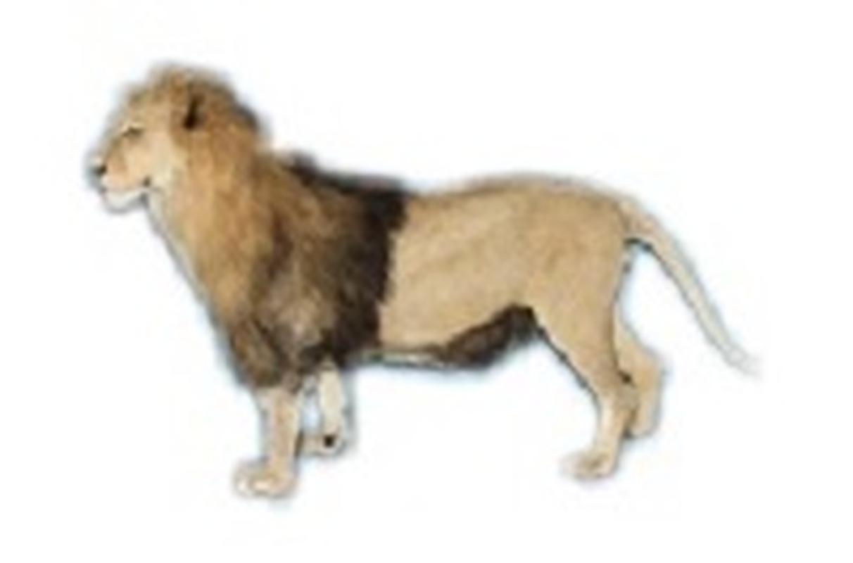 Lion Full Mount - LFM79