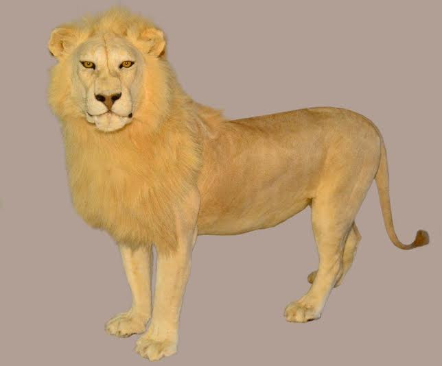 Lion Full Mount - LFM_01 - Image 2