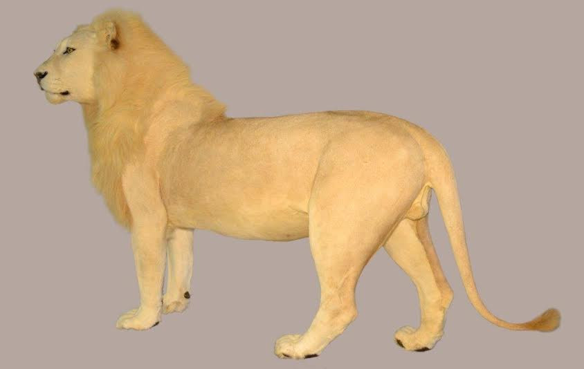 Lion Full Mount - LFM_01 - Image 3