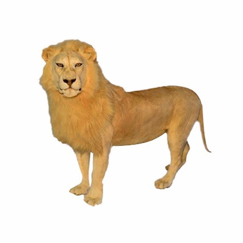 Lion Full Mount - LFM_01