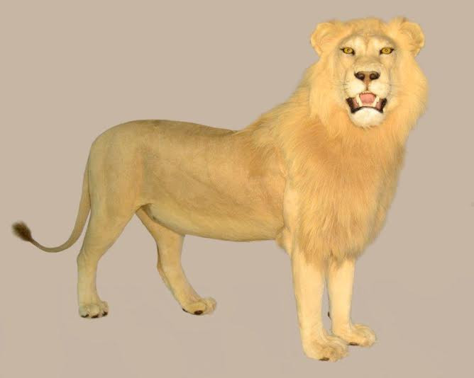 Lion Full Mount - LFM_02 - Image 2